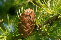 Bluff Country Photography, Photographer, Barb Jeffers, Southeast Minnesota, Lanesboro, Preston, Whalan, Harmony, Mabel, Spring Valley, Wykoff, Chatfield, Peterson, Rushford, Houston, Fillmore County, Rochester, Weddings, Graduation, Family, Baby, Babies, Pets, Scenic, Country, Commercial, Professional, Brochures, Visitor Guides, Tourism, Town Events, Buffalo Bill Days, Maternity, Photo Booth, Sports, Pictures, Albums, Portfolio, Wildlife, Arts, Prints, Abstract, Studio, Props, kids, toddlers, infants, couples, engagement, announcement