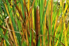 Bluff Country Photography, Photographer, Barb Jeffers, Southeast Minnesota, Lanesboro, Preston, Whalan, Harmony, Mabel, Spring Valley, Wykoff, Chatfield, Peterson, Rushford, Houston, Fillmore County, Rochester, Weddings, Graduation, Family, Baby, Babies, Pets, Scenic, Country, Commercial, Professional, Brochures, Visitor Guides, Tourism, Town Events, Buffalo Bill Days, Maternity, Photo Booth, Sports, Pictures, Albums, Portfolio, Wildlife, Arts, Prints, Abstract, Studio, Props, kids, toddlers, infants, couples, engagement, announcement