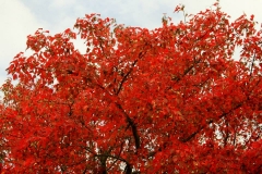 Bluff Country Photography, Photographer, Barb Jeffers, Southeast Minnesota, Lanesboro, Preston, Whalan, Harmony, Mabel, Spring Valley, Wykoff, Chatfield, Peterson, Rushford, Houston, Fillmore County, Rochester, Weddings, Graduation, Family, Baby, Babies, Pets, Scenic, Country, Commercial, Professional, Brochures, Visitor Guides, Tourism, Town Events, Buffalo Bill Days, Maternity, Photo Booth, Sports, Pictures, Albums, Portfolio, Wildlife, Arts, Prints, Abstract, Studio, Props, kids, toddlers, infants, couples, engagement, announcement