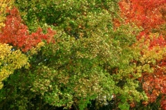 Bluff Country Photography, Photographer, Barb Jeffers, Southeast Minnesota, Lanesboro, Preston, Whalan, Harmony, Mabel, Spring Valley, Wykoff, Chatfield, Peterson, Rushford, Houston, Fillmore County, Rochester, Weddings, Graduation, Family, Baby, Babies, Pets, Scenic, Country, Commercial, Professional, Brochures, Visitor Guides, Tourism, Town Events, Buffalo Bill Days, Maternity, Photo Booth, Sports, Pictures, Albums, Portfolio, Wildlife, Arts, Prints, Abstract, Studio, Props, kids, toddlers, infants, couples, engagement, announcement