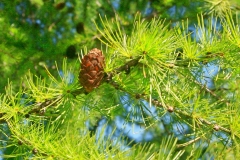 Bluff Country Photography, Photographer, Barb Jeffers, Southeast Minnesota, Lanesboro, Preston, Whalan, Harmony, Mabel, Spring Valley, Wykoff, Chatfield, Peterson, Rushford, Houston, Fillmore County, Rochester, Weddings, Graduation, Family, Baby, Babies, Pets, Scenic, Country, Commercial, Professional, Brochures, Visitor Guides, Tourism, Town Events, Buffalo Bill Days, Maternity, Photo Booth, Sports, Pictures, Albums, Portfolio, Wildlife, Arts, Prints, Abstract, Studio, Props, kids, toddlers, infants, couples, engagement, announcement