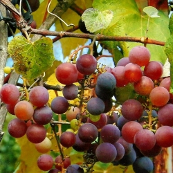 Bluff Country Photography, Photographer, Barb Jeffers, Southeast Minnesota, Lanesboro, Preston, Whalan, Harmony, Mabel, Spring Valley, Wykoff, Chatfield, Peterson, Rushford, Houston, Fillmore County, Rochester, Weddings, Graduation, Family, Baby, Babies, Pets, Scenic, Country, Commercial, Professional, Brochures, Visitor Guides, Tourism, Town Events, Buffalo Bill Days, Maternity, Photo Booth, Sports, Pictures, Albums, Portfolio, Wildlife, Arts, Prints, Abstract, Studio, Props, kids, toddlers, infants, couples, engagement, announcement