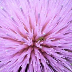 BCP-Flower-2019-1