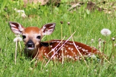 Wildlife