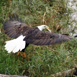 BCP-Wildlife-2019-1