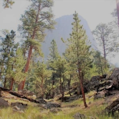 Scenery