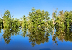 Reflecting-treeson-water-near-Winona-2024